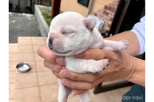 成約済の山口県のフレンチブルドッグ-182243の8枚目