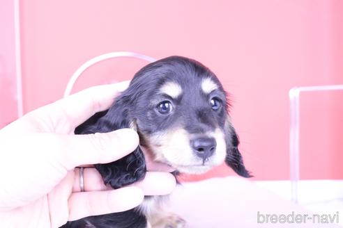 成約済の愛知県のカニンヘンダックスフンド(ロングヘアード)-178901の1枚目