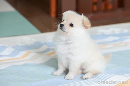 成約済の福岡県のポメチワ:ポメラニアン×チワワ-176156の2枚目