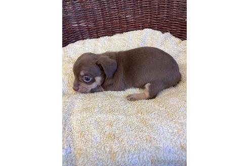 成約済の愛知県のチワックス:チワワ×ミニチュアダックスフンド-182298の3枚目