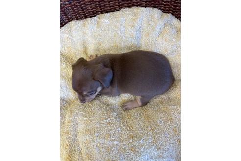 成約済の愛知県のチワックス:チワワ×ミニチュアダックスフンド-182298の4枚目