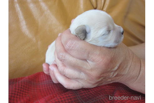 成約済の福岡県のミックス犬-182297の18枚目