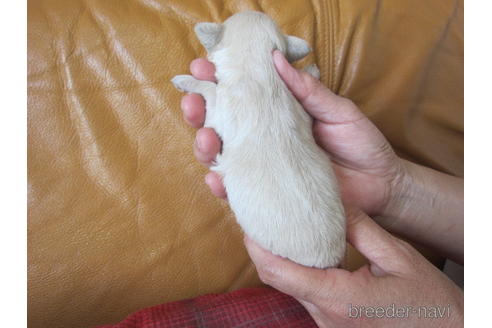 成約済の福岡県のミックス犬-182297の17枚目