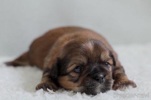 成約済の福岡県のミックス犬-180541の11枚目