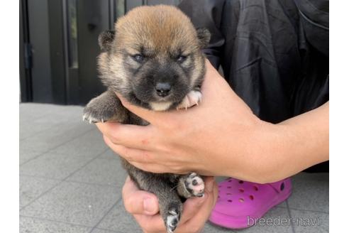 成約済の長崎県の柴犬-182308の5枚目
