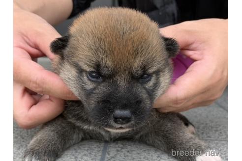 成約済の長崎県の柴犬-182308の2枚目