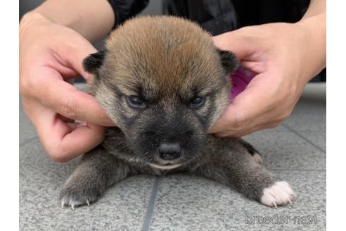 成約済の長崎県の柴犬-182308の3枚目