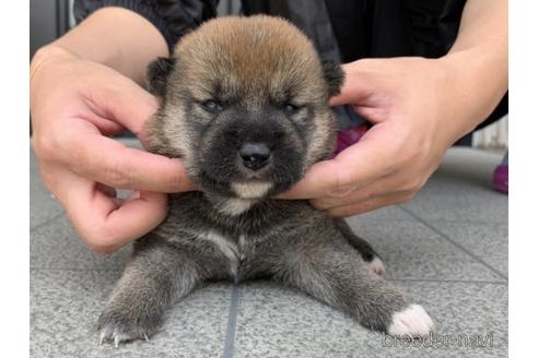 成約済の長崎県の柴犬-182308の4枚目