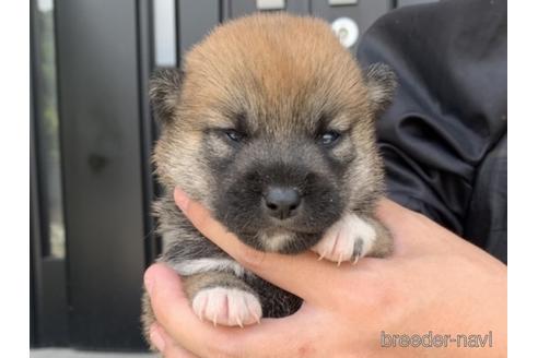 成約済の長崎県の柴犬-182309の5枚目