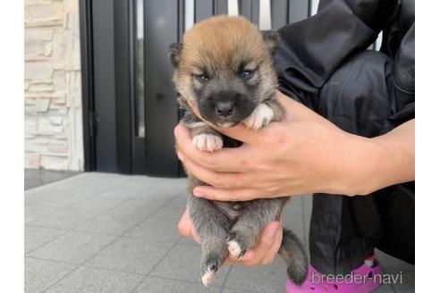 成約済の長崎県の柴犬-182309の4枚目