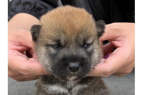 成約済の長崎県の柴犬-182309の1枚目