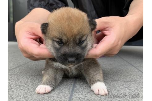 成約済の長崎県の柴犬-182309の2枚目