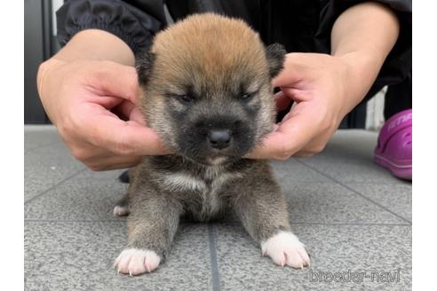 成約済の長崎県の柴犬-182309の3枚目