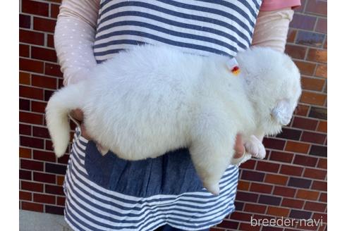 成約済の千葉県のグレートピレニーズ-182333の14枚目