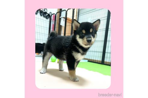 成約済の京都府の柴犬-180564の2枚目
