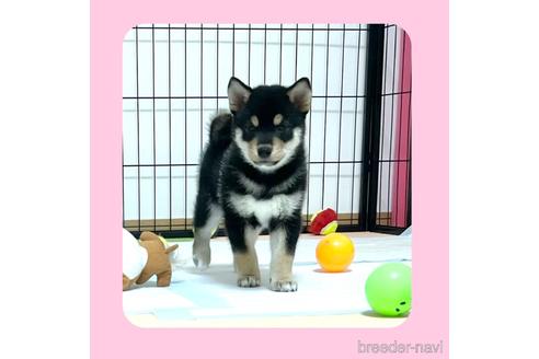 成約済の京都府の柴犬-180564の5枚目