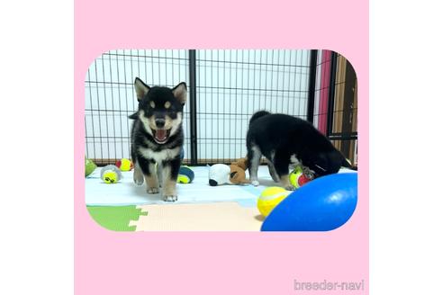成約済の京都府の柴犬-180564の3枚目