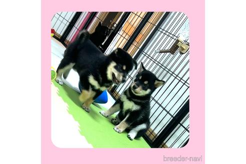 成約済の京都府の柴犬-180564の4枚目