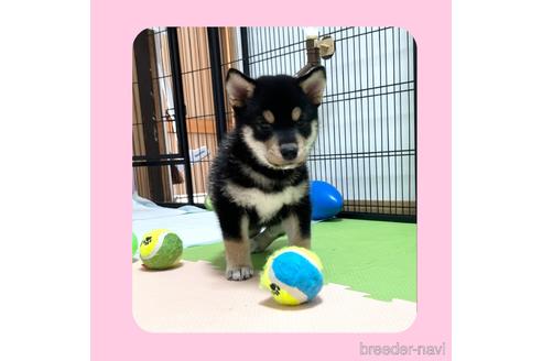 成約済の京都府の柴犬-180564の6枚目