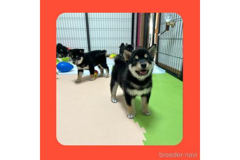 成約済の京都府の柴犬-180575の2枚目