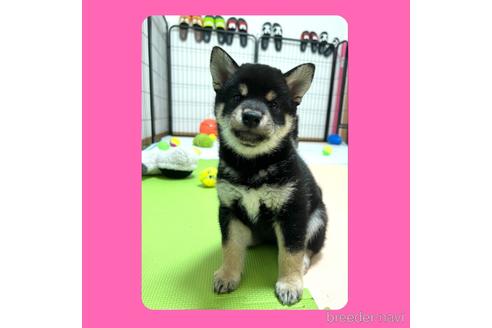 成約済の京都府の柴犬-180579の1枚目