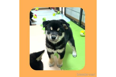 成約済の京都府の柴犬-180550