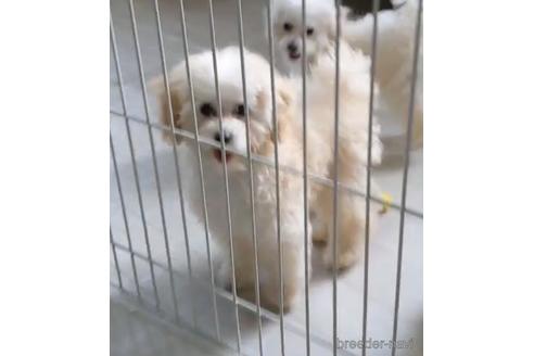 成約済の福岡県のティーカッププードル-179987の6枚目