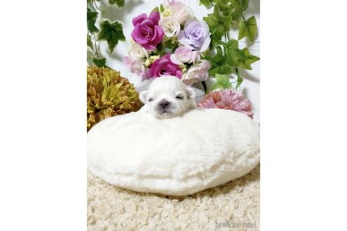 成約済の埼玉県のペキニーズ-180279の5枚目