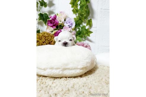 成約済の埼玉県のペキニーズ-180279の2枚目