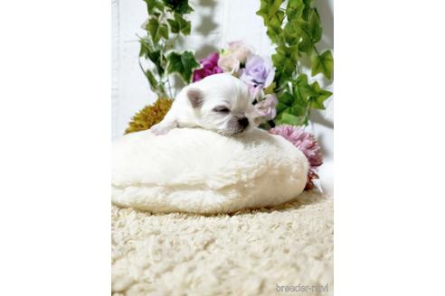 成約済の埼玉県のペキニーズ-180279の3枚目