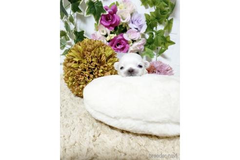 成約済の埼玉県のペキニーズ-180279の4枚目