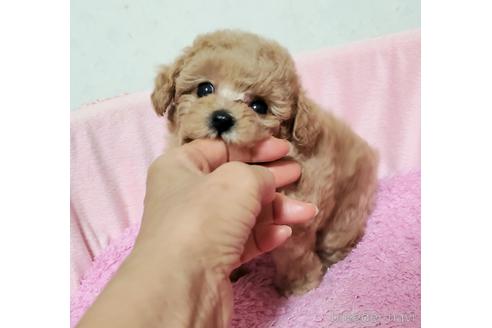 成約済の愛知県のティーカッププードル-178528の4枚目
