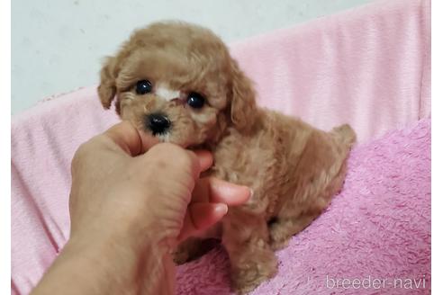成約済の愛知県のティーカッププードル-178528の3枚目
