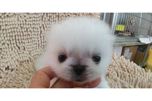 成約済の愛知県のペキニーズ-176351の2枚目