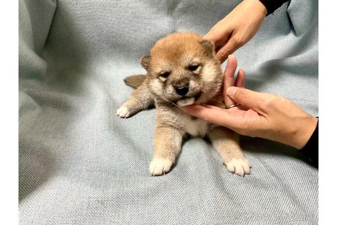 成約済の奈良県の豆柴-181584の1枚目