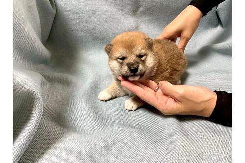 成約済の奈良県の豆柴-181584の4枚目