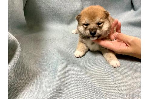 成約済の奈良県の豆柴-181584の3枚目