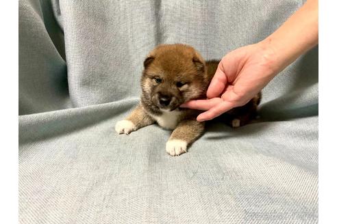 成約済の奈良県の豆柴-181585の10枚目