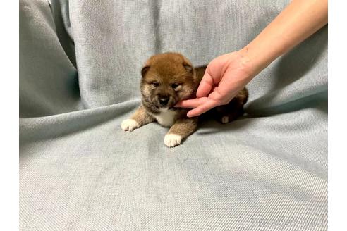 成約済の奈良県の豆柴-181585の8枚目