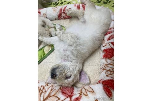 成約済の神奈川県のスタンダードプードル-182462の4枚目