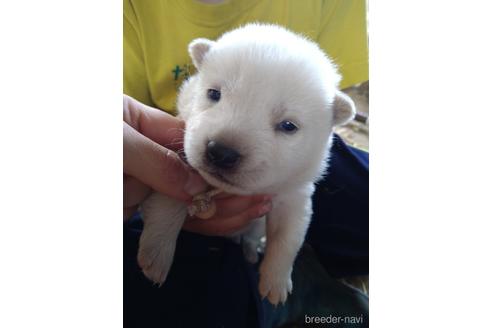 成約済の北海道の柴犬-182490の5枚目