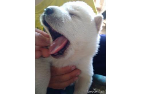 成約済の北海道の柴犬-182490の3枚目