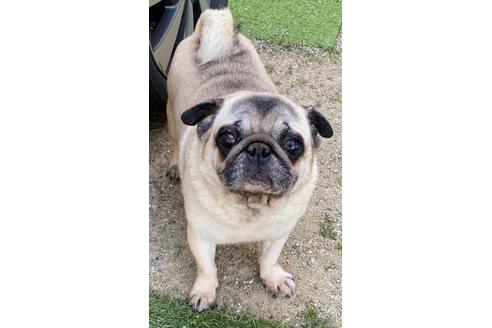 長野県のパグ 男の子 14 11 16生まれ フォーン 子犬id 1504 ブリーダーナビ