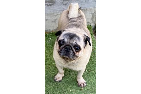 長野県のパグ 男の子 14 11 16生まれ フォーン 子犬id 1504 ブリーダーナビ