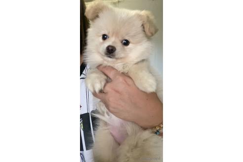 成約済の茨城県のポメチワ:ポメラニアン×チワワ-179439の3枚目
