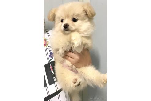 成約済の茨城県のポメチワ:ポメラニアン×チワワ-179439の2枚目
