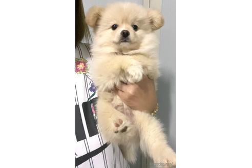 成約済の茨城県のポメチワ:ポメラニアン×チワワ-179439の4枚目