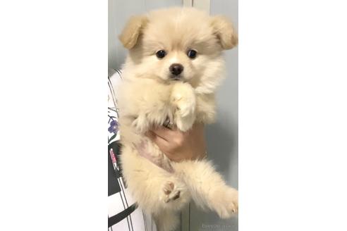 成約済の茨城県のポメチワ:ポメラニアン×チワワ-179439の1枚目