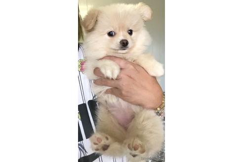 成約済の茨城県のポメチワ:ポメラニアン×チワワ-179439の5枚目