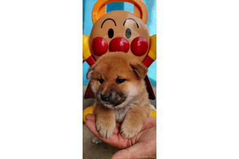 成約済の岡山県の柴犬-181411の1枚目